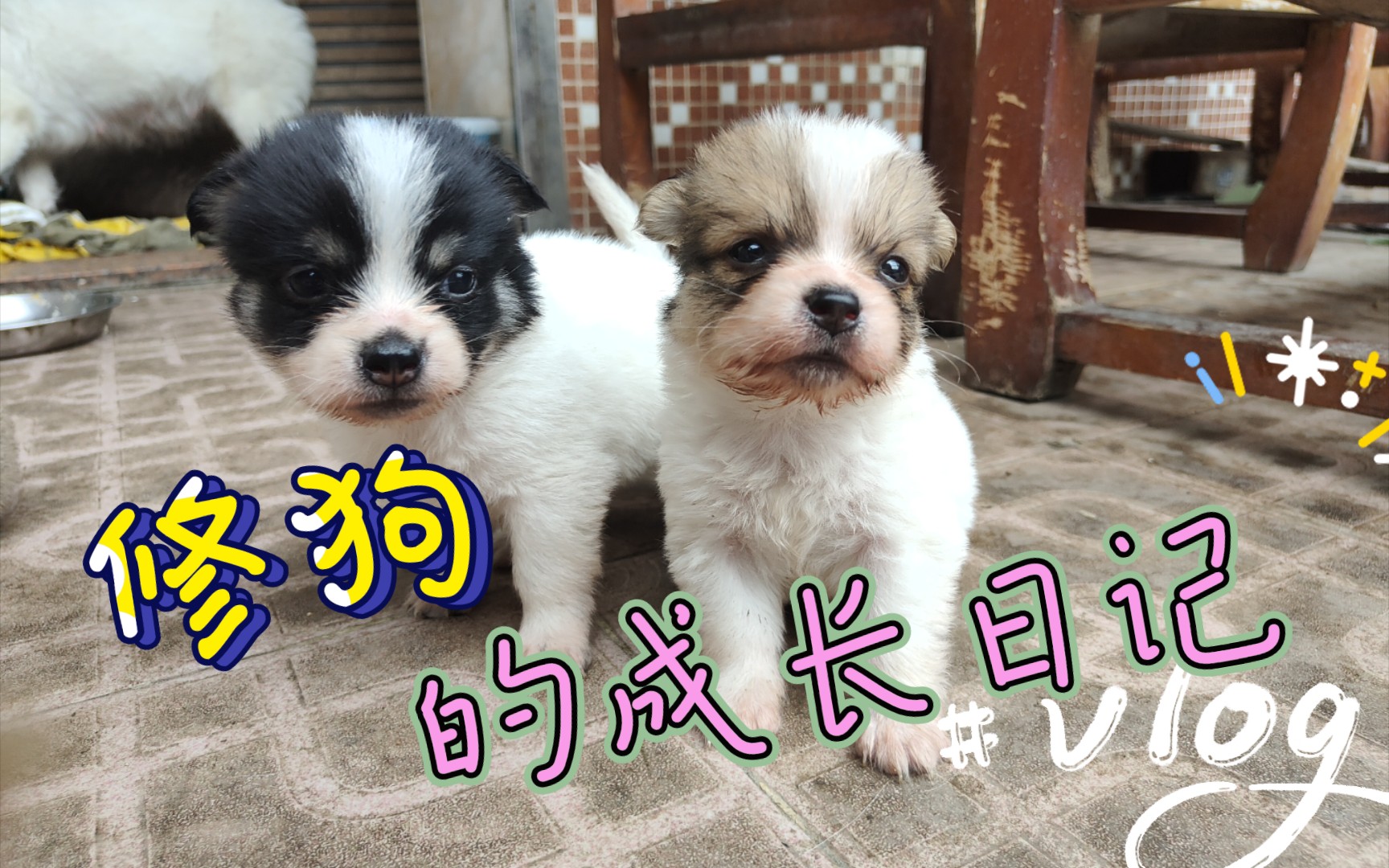 恶犬长大视频大全集下载_(恶犬长大视频大全集下载观看)